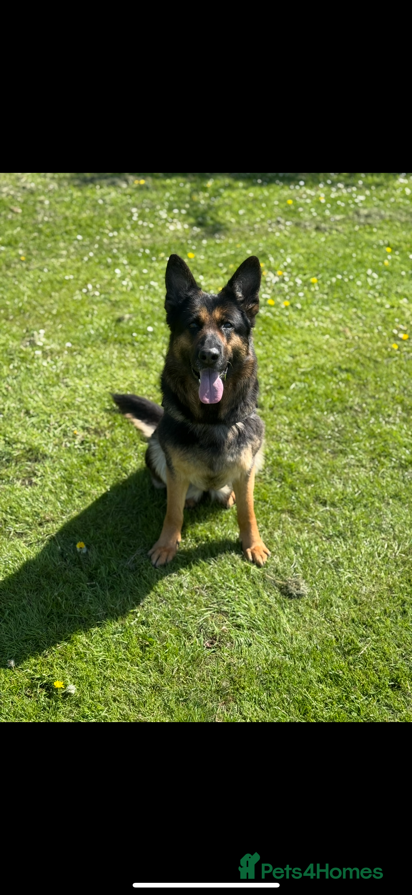 German Shepherd dogs Luna - 8 Year Old German Shepard - Advert 1