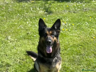 German Shepherd dogs Luna - 8 Year Old German Shepard - Advert 12