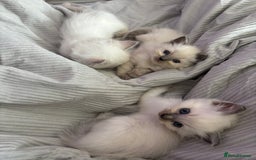 Ragdoll cats for sale: GCCF ACTIVE Registered Ragdoll Kittens  - Image 3