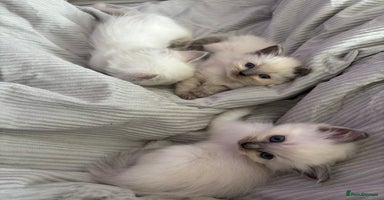 Ragdoll cats - Advert 6
