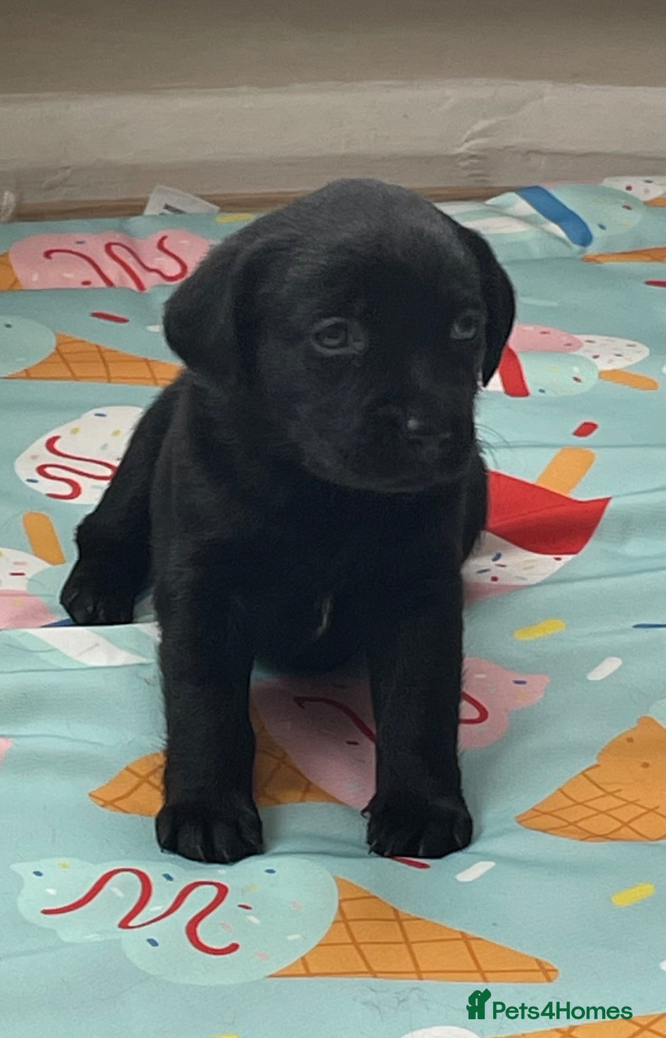 Labrador Retriever dogs 1 male 1 female Beautiful Labrador puppies left   - Advert 18