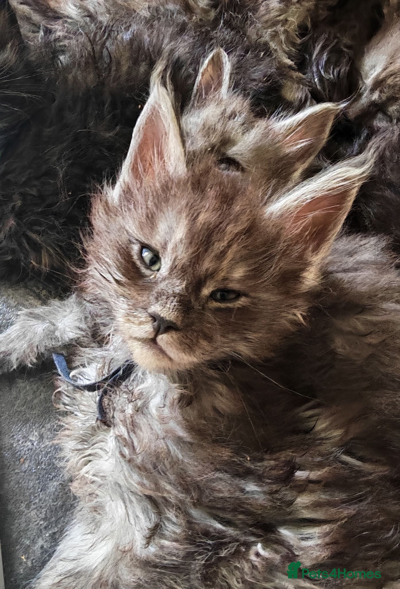 Maine Coon cats Stunning XL Black & Blue Smoke Maine Coons - Advert 1