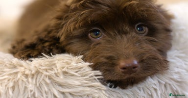 Cockapoo dogs - Advert 3