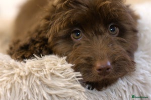 Cockapoo dogs - Advert 3