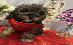 Maltipoo dogs for sale: Maltipoo babies - Advert 1