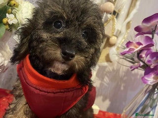 Maltipoo dogs Maltipoo babies - Advert 15