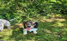 Dachshund dogs for sale: 2 White/Black/Tan long-haired dachshund puppies - Image 2