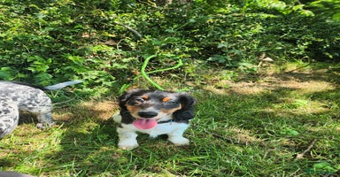 Dachshund dogs - Advert 4