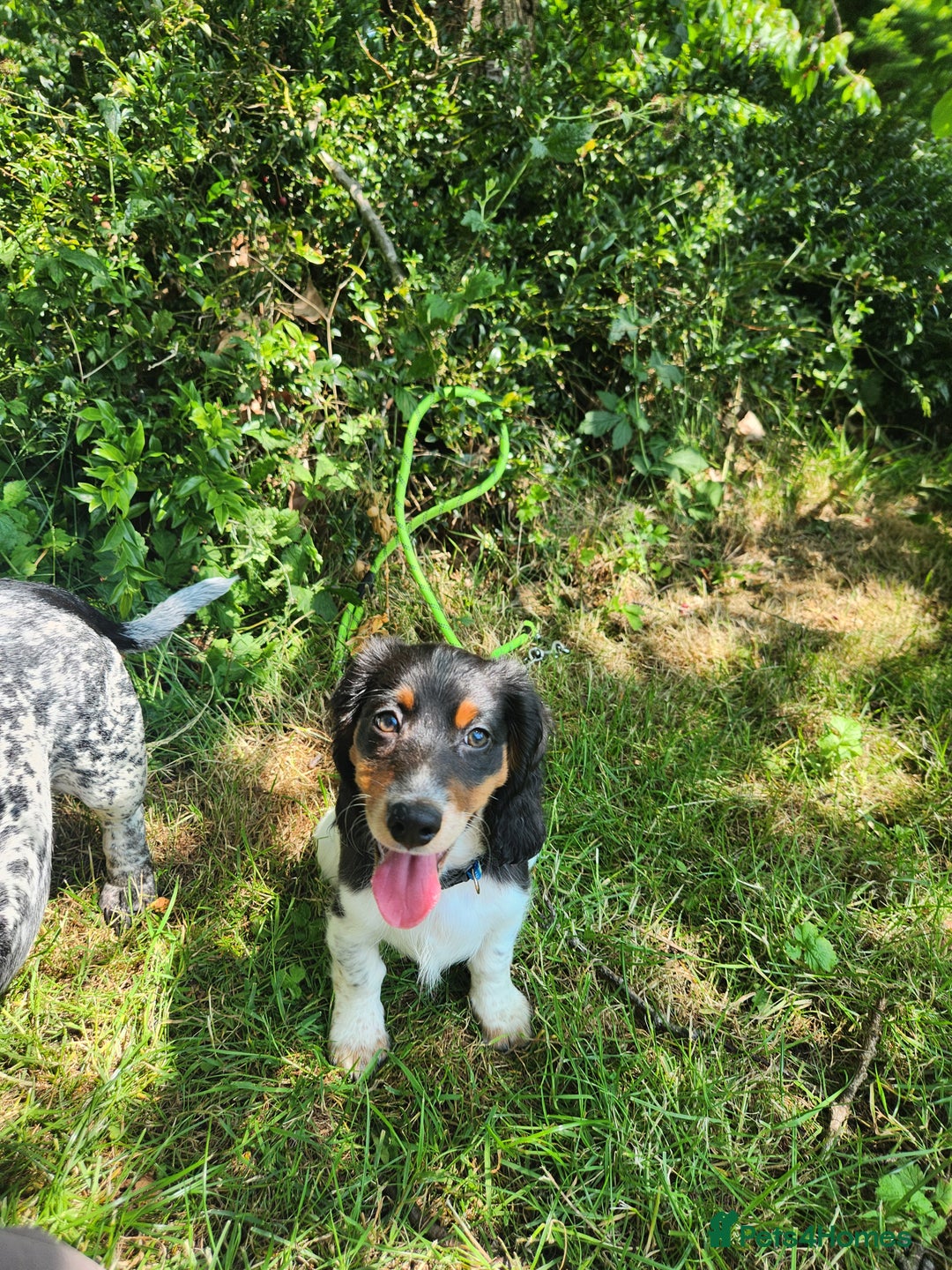 Dachshund dogs for sale: 2 White/Black/Tan long-haired dachshund puppies - Image 2