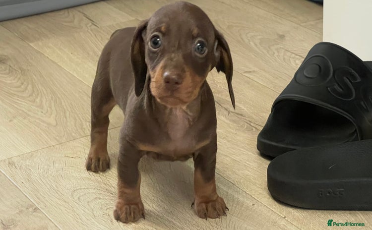 Miniature Dachshund dogs - Advert 1