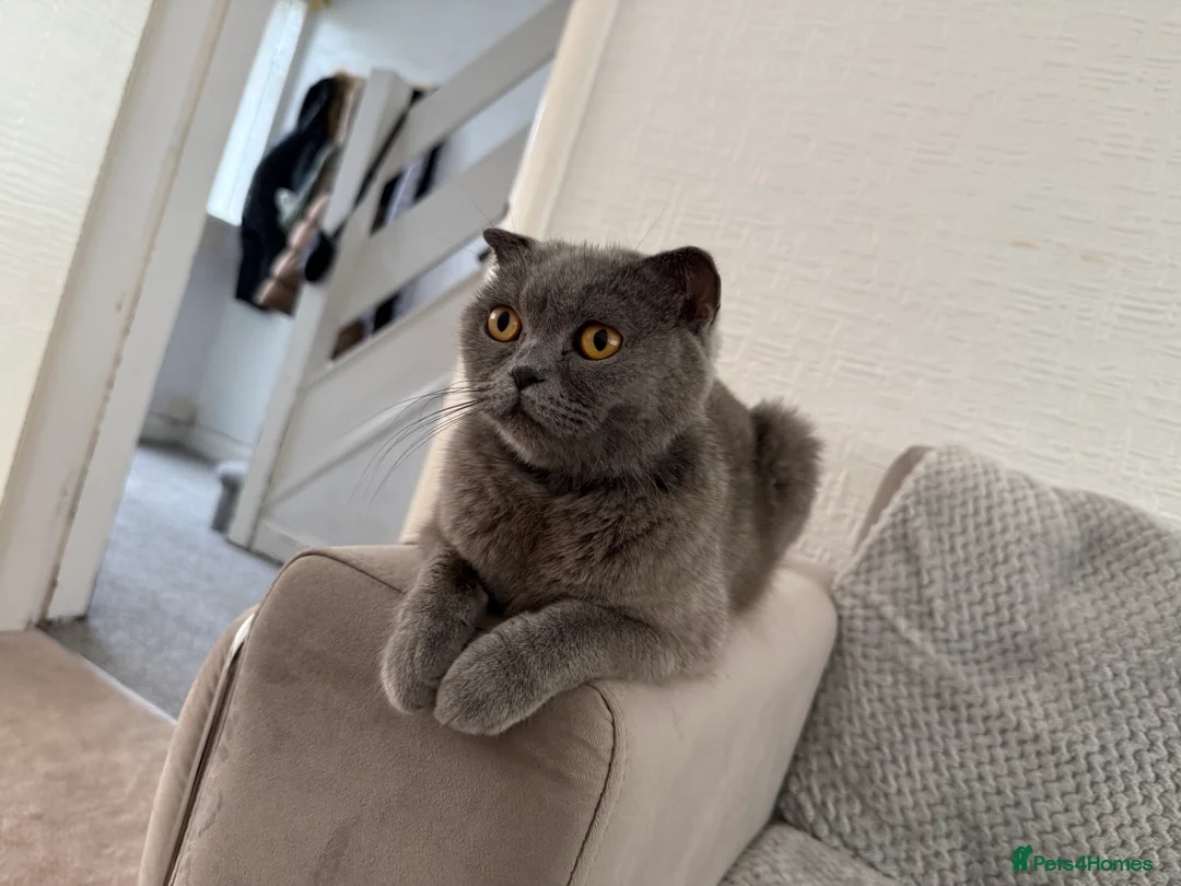 Scottish Fold cats for sale: Scottish fold - Advert 5