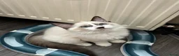 Ragdoll cats for sale: Ragdoll kitten  - Advert 4