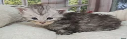 Maine Coon cats for sale: Stunning TICA Maine Coon kittens - Advert 13