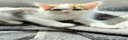 Ragdoll cats for sale: Beautigul anf Fluffy Ragdoll Cross kittens - Advert 26