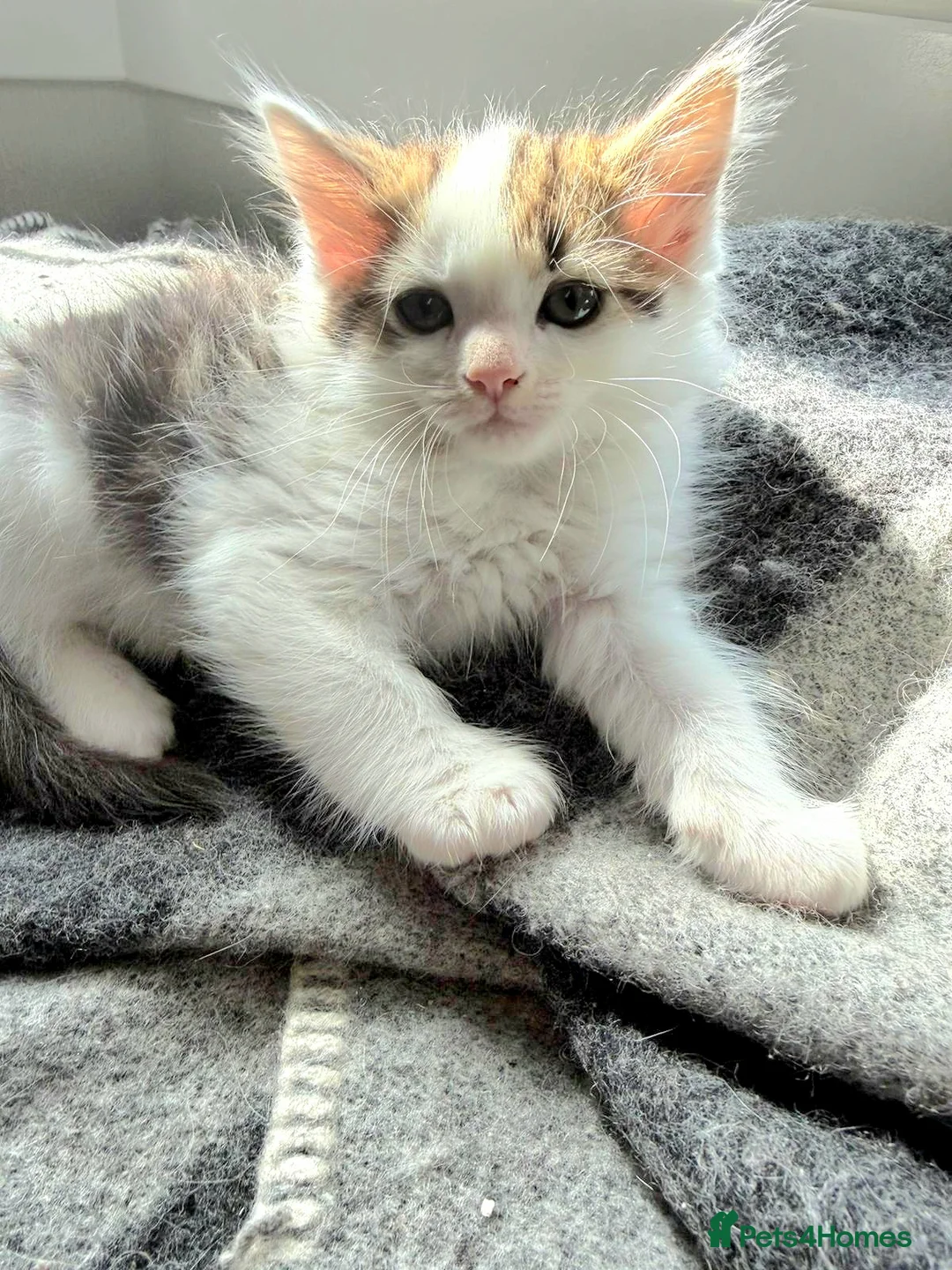 Ragdoll cats for sale: Beautigul anf Fluffy Ragdoll Cross kittens - Advert 26