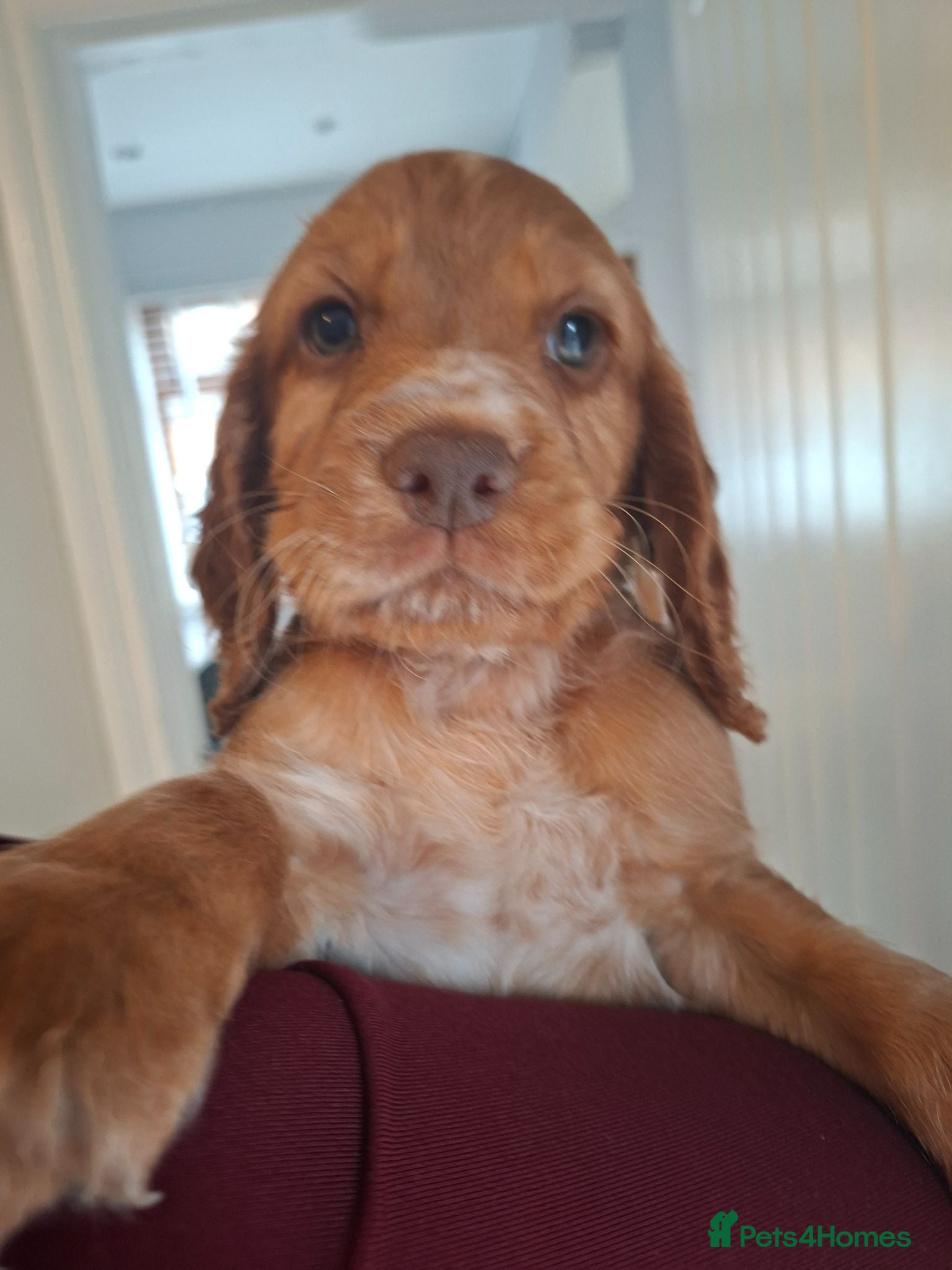 Cocker Spaniel dogs Cocker spaniel puppies  - Advert 9