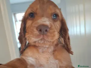 Cocker Spaniel dogs Cocker spaniel puppies - Advert 9