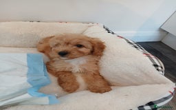 Cockapoo dogs for sale: Adorable F1B red cockapoo puppies  - Image 13