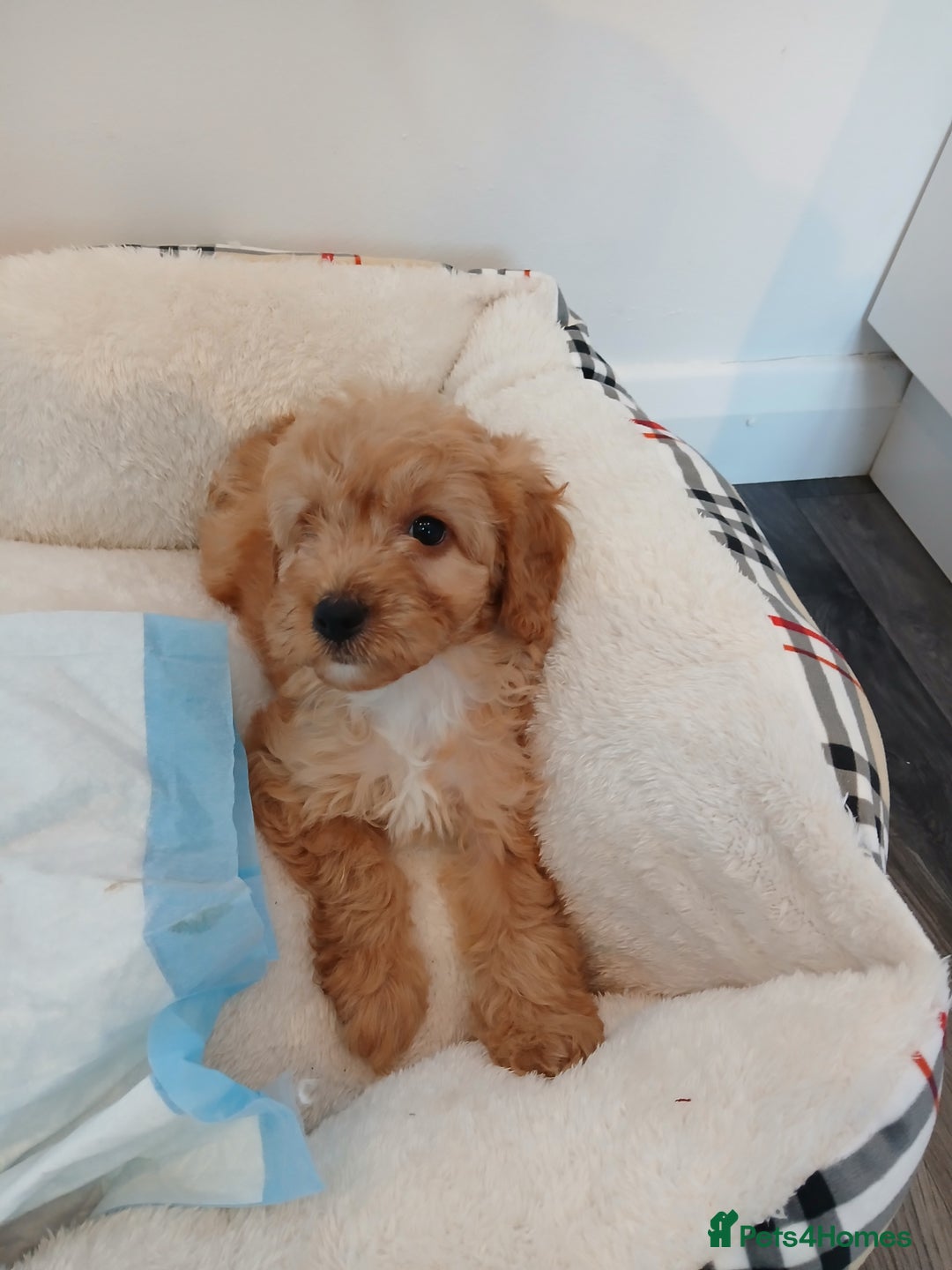 Cockapoo dogs for sale: Adorable F1B red cockapoo puppies  - Image 13