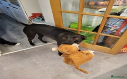 Mixed Breed dogs for sale: Alaunt type puppies - Advert 5