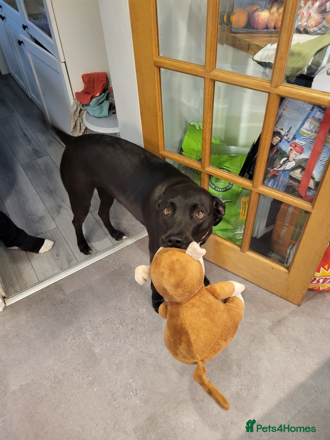 Mixed Breed dogs for sale: Alaunt type puppies - Advert 5