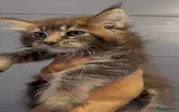 Maine Coon cats for sale: XL maine coon kittens Russia bloodlines Ready Now in Spalding - Image 15