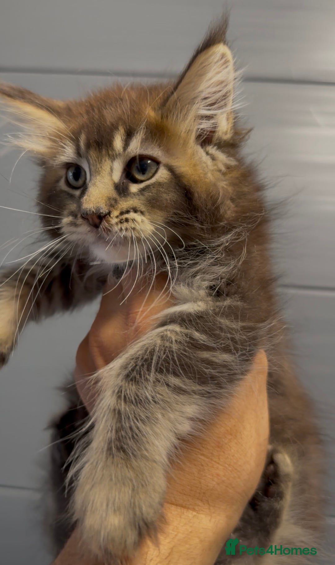 Maine Coon cats for sale: XL maine coon kittens Russia bloodlines Ready Now in Spalding - Image 15