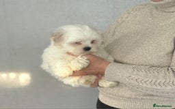 Malshi dogs for sale: Maltese x shihtzu  puppy white with beige ears - Image 13