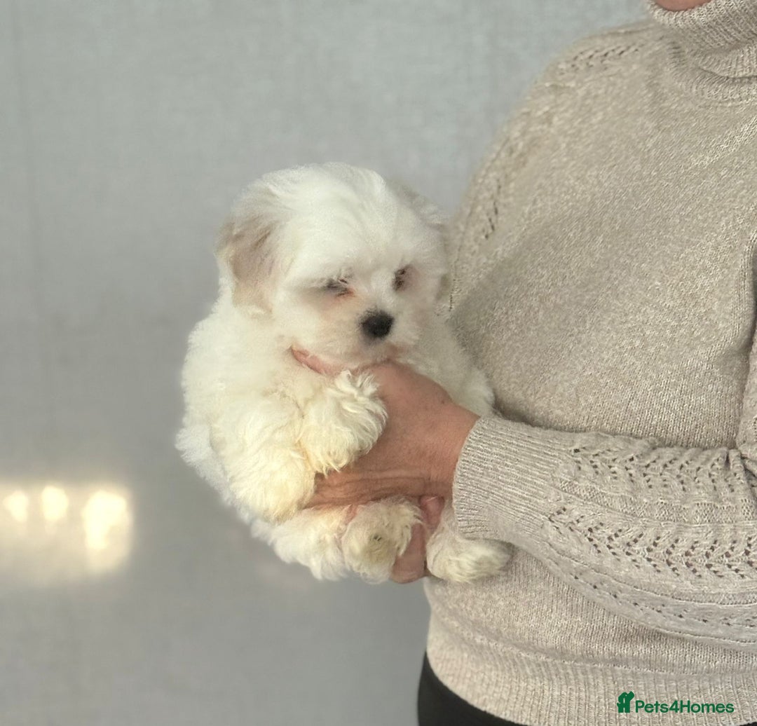Malshi dogs for sale: Maltese x shihtzu  puppy white with beige ears - Image 13