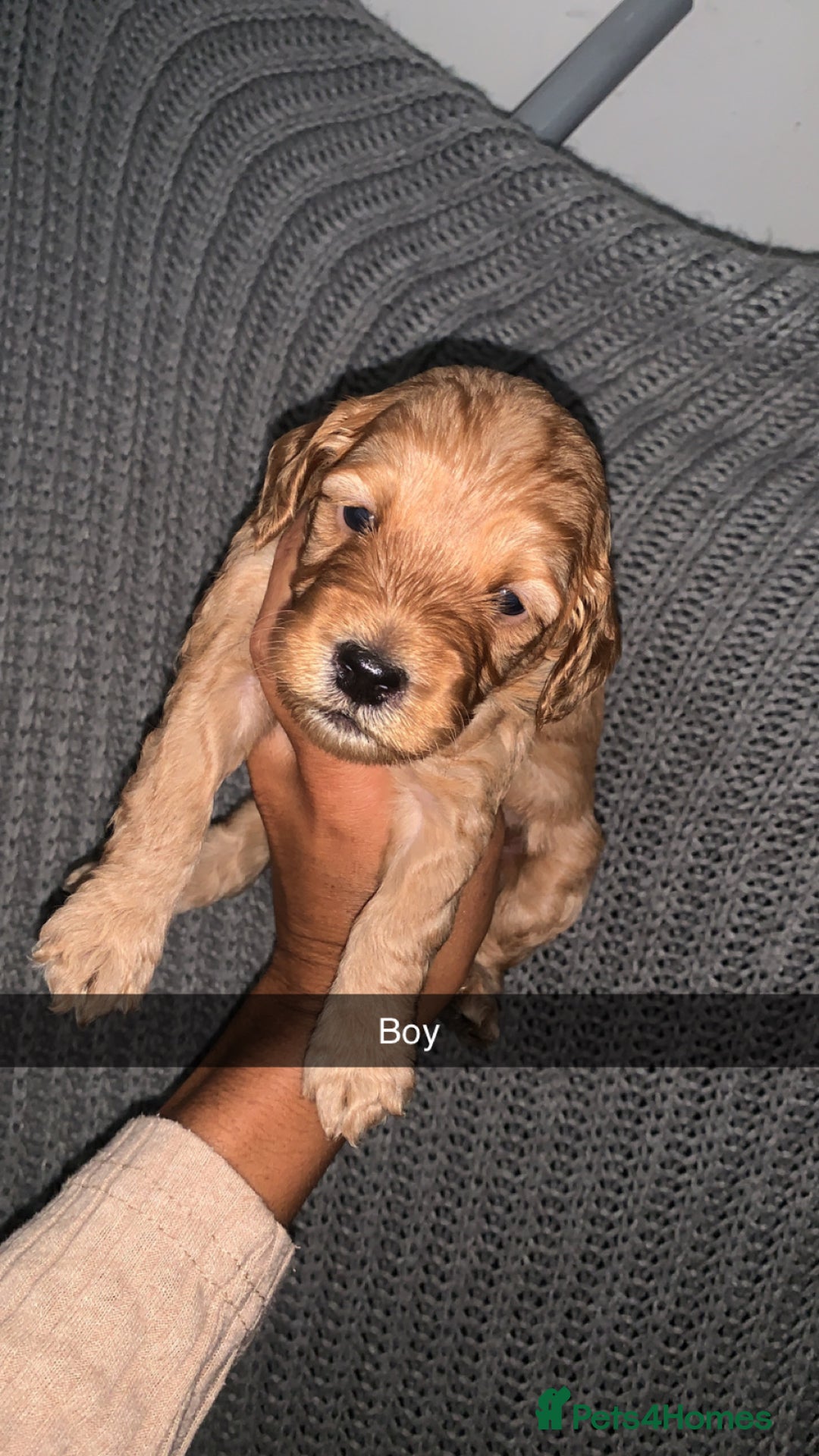 Cockapoo dogs for sale: Cockapoos  - Image 5