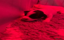 Sealyham Terrier dogs for sale: Sealyham terrier crosses  - Image 5