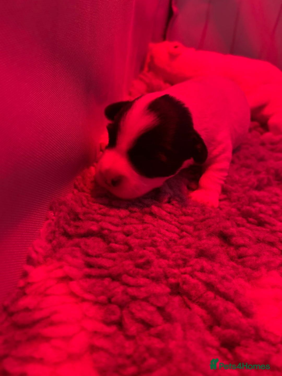Sealyham Terrier dogs for sale: Sealyham terrier crosses  - Image 5