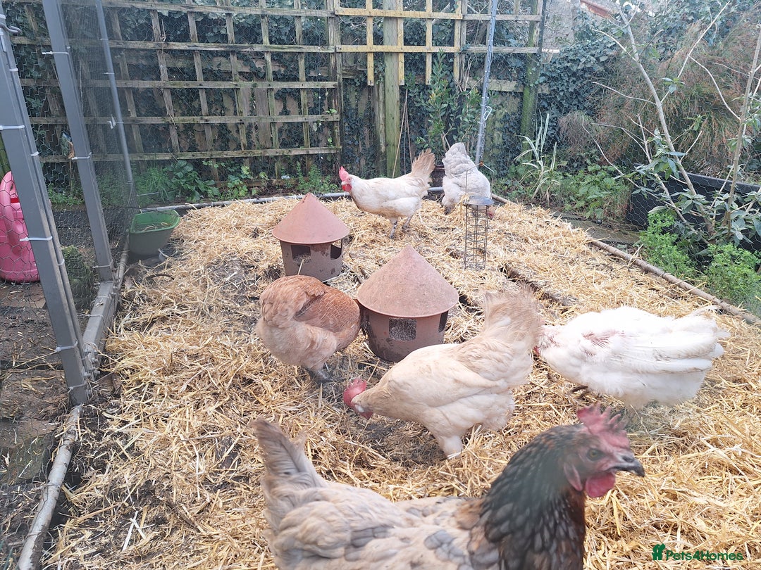 Hens poultry for sale: Small Flock of Hens - Advert 3