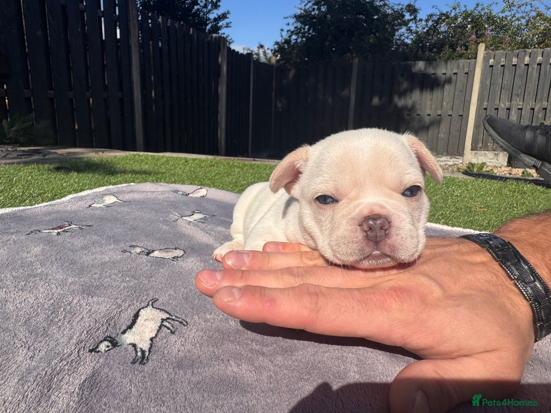 French Bulldog dogs for sale: KC FRENCH BULLDOG PUPPIES - READY NOW - Image 29