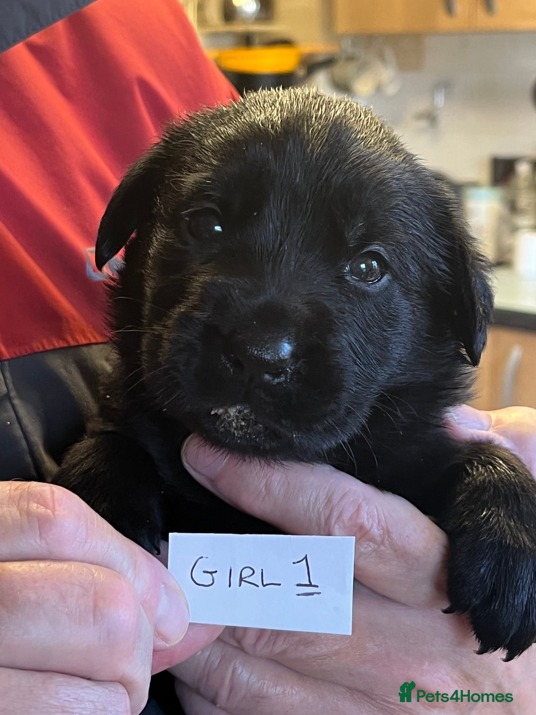 Mixed Breed dogs for sale: Black Shepherd Puppies - Advert 4