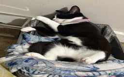 Mixed Breed cats for sale: Beautiful 2 year old moggie  - Image 3