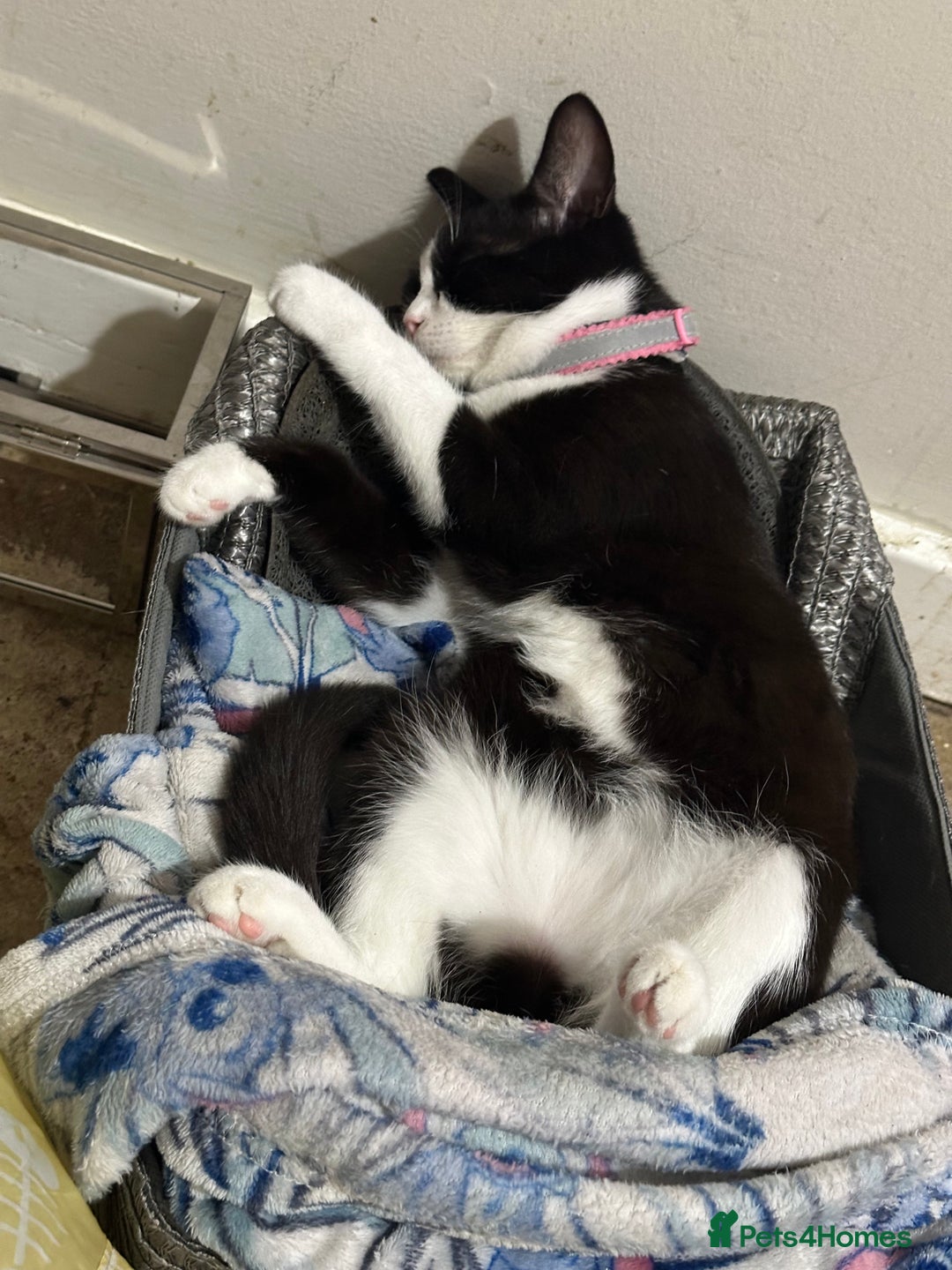 Mixed Breed cats for sale: Beautiful 2 year old moggie  - Image 3