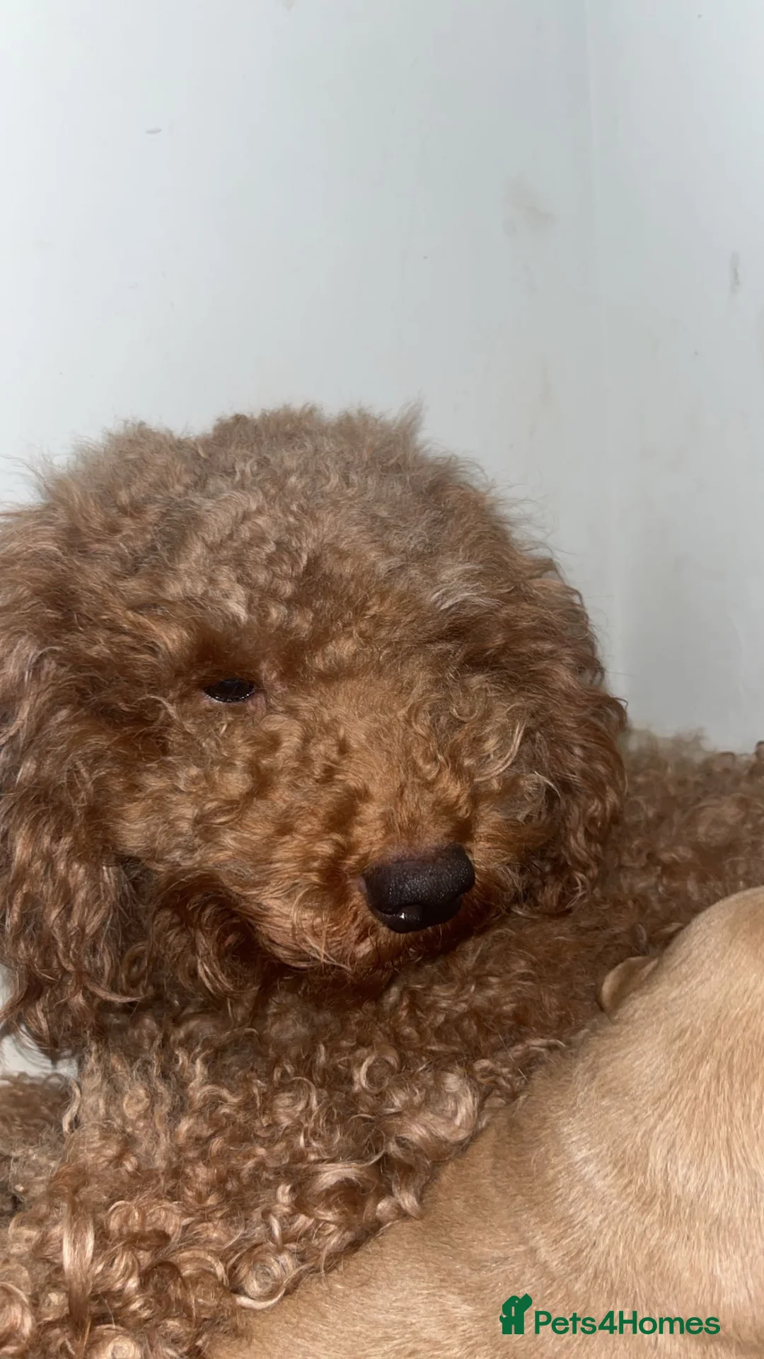 Mixed Breed dogs for sale: Cockapoo crossed Labrador puppies  in Romsey - Advert 1