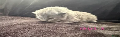 Scottish Fold Kitten 6
