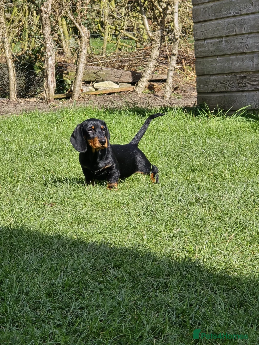 Dachshund dogs for sale: Standard Wire hairedX boy looking for forever home - Advert 2