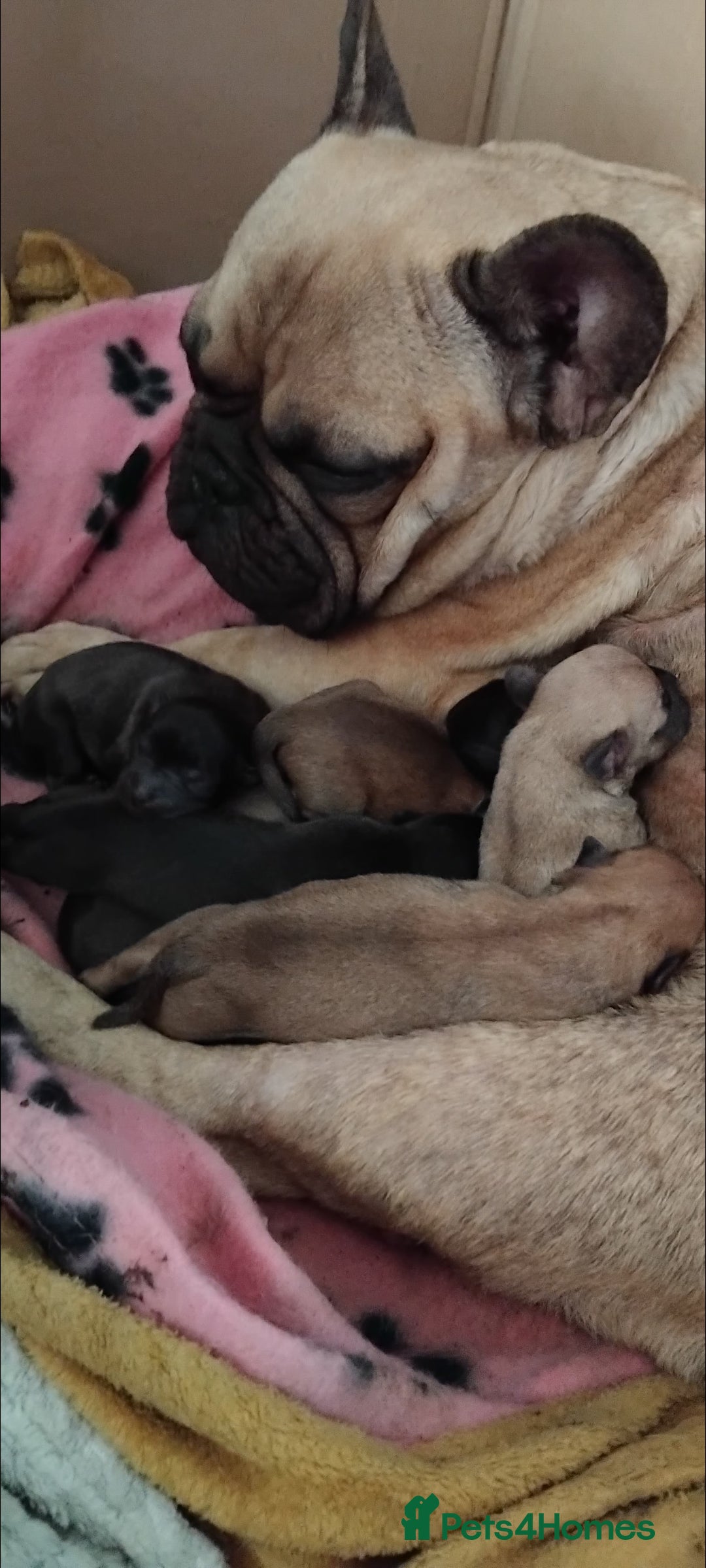 Mixed Breed dogs for sale: Frenchie x chihuahua pups bullhuahua - Advert 6