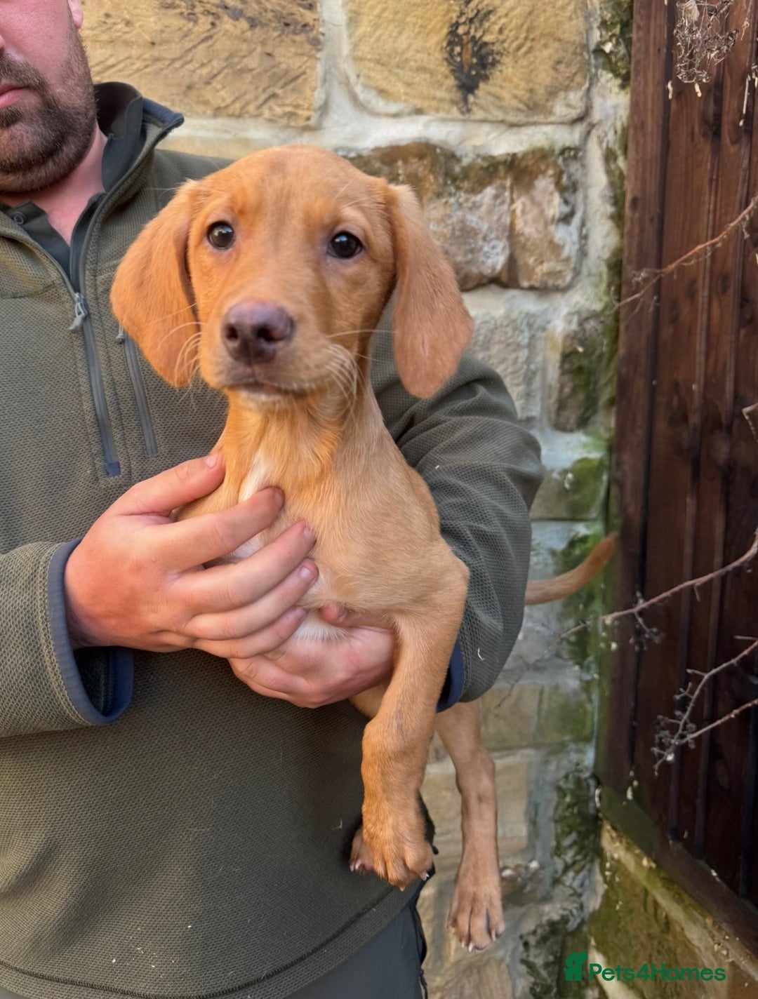 Labrador Retriever dogs for sale: KC Working line Labradors - Image 4