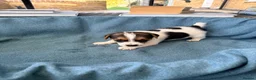 Jack Russell dogs for sale: Beautiful Jack Russell pups, petite, smooth coat.  - Advert 10
