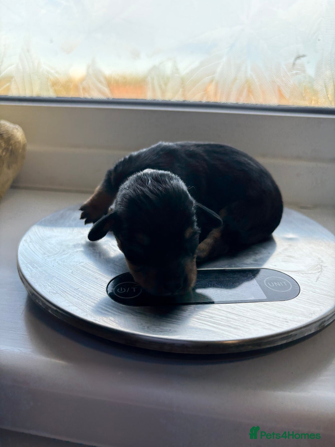Mixed Breed dogs for sale: Doxie poo puppies - Image 21