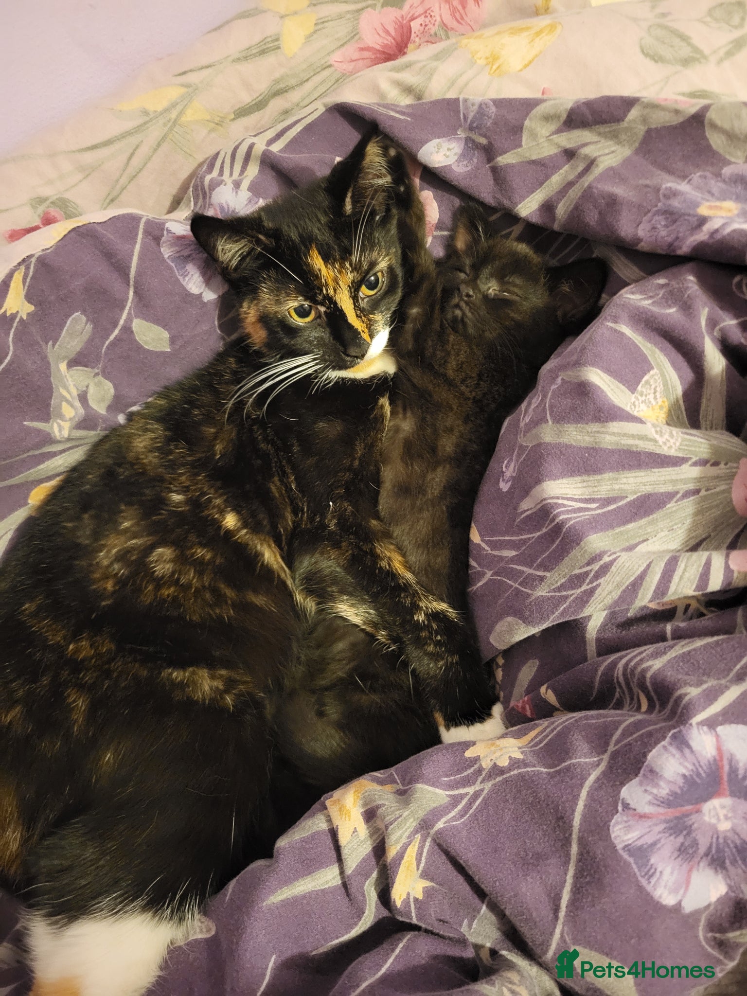 Mixed Breed cats Beautiful mixed-syberian-british kittens ready now - Advert 6