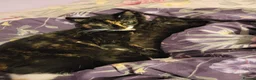 Mixed Breed cats for sale: Beautiful mixed-syberian-british kittens ready now in Andover - Advert 1