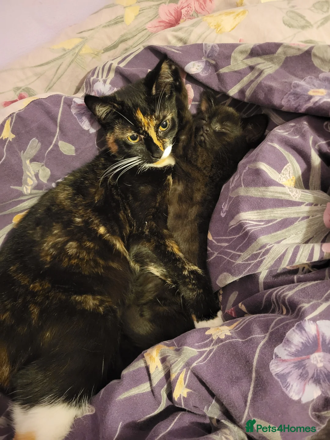 Mixed Breed cats for sale: Beautiful mixed-syberian-british kittens ready now in Andover - Advert 1