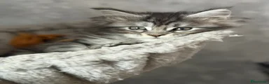 Maine Coon 3