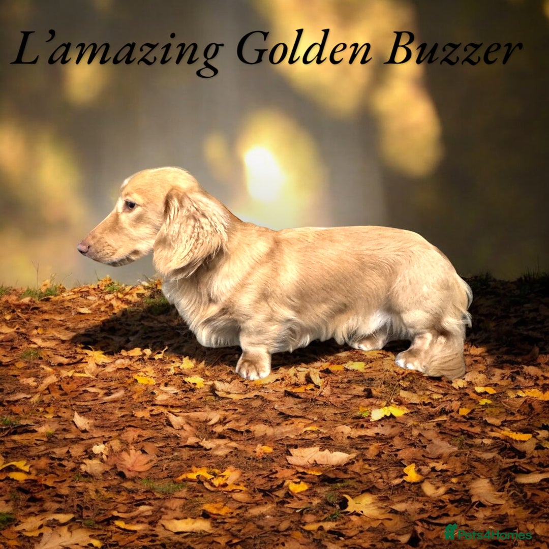 Miniature Dachshund dogs for stud: Stunning L/H mini cream X2 intensity KCreg proven  - Advert 6