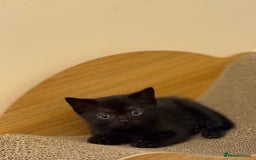 British Shorthair cats for sale: BSH X Scottish  - Image 17